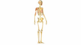 Human musculoskeletal system