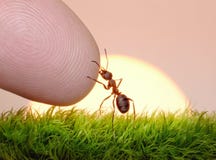 Human, Nature And Ant - Finger Of Friendship Stock Images Human, Nature And Ant - Finger Of Friendship Stock Images