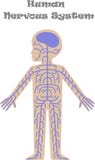 Human nervous system for kids royalty free illustration Human nervous system for kids royalty free illustration