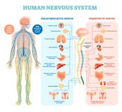 Human nervous system medical vector illustration diagram with parasympathetic and sympathetic nerves and connected inner organs.