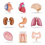 Human Organs Royalty Free Stock Photography Human Organs Royalty Free Stock Photography