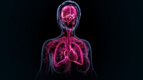 Human Organs stock photos Human Organs stock photos
