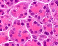 Human pancreas. Serous acini stock images Human pancreas. Serous acini stock images