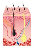Human skin and hair folicle vector