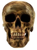 Human Skull Royalty Free Stock Photography Human Skull Royalty Free Stock Photography