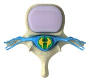 Human Spine In Details Royalty Free Stock Images Human Spine In Details Royalty Free Stock Images