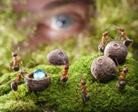 Human Spying Ants Hide Treasure, Ant Tales Stock Images Human Spying Ants Hide Treasure, Ant Tales Stock Images
