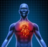 Human Torso With Red Heart Anatomy