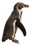 humboldt penguin