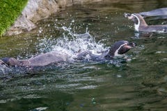 Humboldt penguin, ζωολογικός κήπος του Κάλγκαρι, Κάλγκαρι, Αλμπέρτα, Καναδάς στοκ εικόνα με δικαίωμα ελεύθερης χρήσης Humboldt penguin, ζωολογικός κήπος του Κάλγκαρι, Κάλγκαρι, Αλμπέρτα, Καναδάς στοκ εικόνα με δικαίωμα ελεύθερης χρήσης