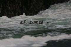 Humboldt penguins swimming in ocean stock photos Humboldt penguins swimming in ocean stock photos