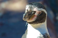 Humboldt Pinguinportrait lizenzfreie stockfotografie Humboldt Pinguinportrait lizenzfreie stockfotografie