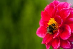 Humla på en blomma - makronärbilden, pollinerar en blomma, samlar pollen arkivfoto Humla på en blomma - makronärbilden, pollinerar en blomma, samlar pollen arkivfoto