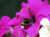 Humlan samlar nektar och pollen royaltyfri fotografi Humlan samlar nektar och pollen royaltyfri fotografi