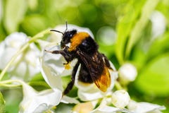 Hummel, die eine weiße Blume bestäubt lizenzfreies stockbild Hummel, die eine weiße Blume bestäubt lizenzfreies stockbild