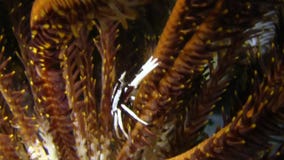 Hummer för satt hummer för fjäderstjärna elegant satt, hummerAllogalathea för crinoid satta elegans i fjäderstjärnan Raja Ampat stock video Hummer för satt hummer för fjäderstjärna elegant satt, hummerAllogalathea för crinoid satta elegans i fjäderstjärnan Raja Ampat stock video