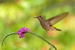 Hummingbird Brown Violet-ear, Colibri delphinae, bird flying next to beautiful pink flower, nice flowered orange green royalty free stock photography Hummingbird Brown Violet-ear, Colibri delphinae, bird flying next to beautiful pink flower, nice flowered orange green royalty free stock photography