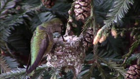 Hummingbird Mom Feeding a Day Old Chicks