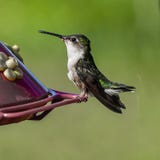 Hummingbird Portrait royalty free stock photography Hummingbird Portrait royalty free stock photography