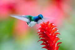 The hummingbird is soaring and drinking the nectar stock photo The hummingbird is soaring and drinking the nectar stock photo