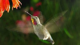 Hummingbird visits coralle fuchsia on rainy day
