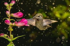 Hummingbird visits flowers in raining day