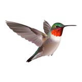 Hummingbird on white background. Colubris archilocus