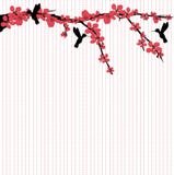 Hummingbirds som flyger runt om Cherryblomningen royaltyfri illustrationer Hummingbirds som flyger runt om Cherryblomningen royaltyfri illustrationer