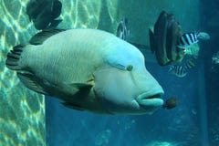 Hump-Headed Maori Wrasse #2 Stock Photos Hump-Headed Maori Wrasse #2 Stock Photos