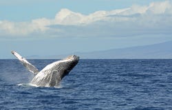 Humpback que practica una abertura en Maui imagenes de archivo Humpback que practica una abertura en Maui imagenes de archivo
