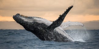 Humpback whale jumps out of the water. Beautiful jump. A rare photograph. Madagascar. St. Mary`s Island. An excellent illustration royalty free stock image Humpback whale jumps out of the water. Beautiful jump. A rare photograph. Madagascar. St. Mary`s Island. An excellent illustration royalty free stock image
