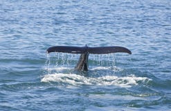 Humpback Whale Tail stock photo Humpback Whale Tail stock photo