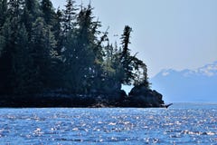 Humpback whale waving goodbye in Alaska royalty free stock photo Humpback whale waving goodbye in Alaska royalty free stock photo