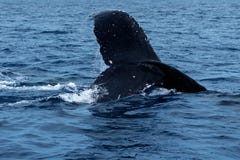 Humpback whale tail fluke. royalty free stock image Humpback whale tail fluke. royalty free stock image