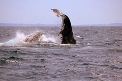 Humpback wieloryb pikuje zdjęcia royalty free Humpback wieloryb pikuje zdjęcia royalty free