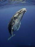 Humpback wieloryb przy powierzchnią obraz stock Humpback wieloryb przy powierzchnią obraz stock