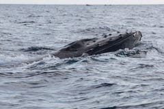 Humpback wieloryba dźwigania głowa Z wody obrazy royalty free Humpback wieloryba dźwigania głowa Z wody obrazy royalty free