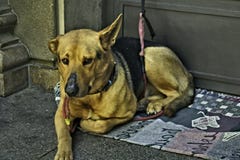 Hund lizenzfreie stockfotos Hund lizenzfreie stockfotos