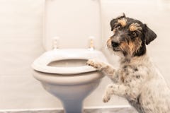Hund auf der Toilette - Jack Russell Terrier lizenzfreies stockbild Hund auf der Toilette - Jack Russell Terrier lizenzfreies stockbild