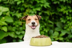 Hund bak tabellen med bunken som är full av torr mat arkivbild Hund bak tabellen med bunken som är full av torr mat arkivbild
