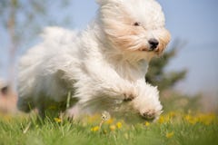 Hund Baumwoll-de Tulear lizenzfreies stockbild Hund Baumwoll-de Tulear lizenzfreies stockbild