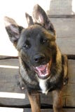 Hund, der aus den Grund betrachtet Kamera sitzt lizenzfreie stockfotos Hund, der aus den Grund betrachtet Kamera sitzt lizenzfreie stockfotos