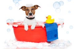 Hund, der ein Bad nimmt lizenzfreies stockbild Hund, der ein Bad nimmt lizenzfreies stockbild
