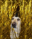 HUND, DER EINE GEBURTSTAGS-ODER NEUES JAHR-PARTEI FEIERT LUSTIGES LABRADOR MIT EINEM GOLDENEN TUPFEN-HUT ZWISCHEN FUNKELN stockfotografie HUND, DER EINE GEBURTSTAGS-ODER NEUES JAHR-PARTEI FEIERT LUSTIGES LABRADOR MIT EINEM GOLDENEN TUPFEN-HUT ZWISCHEN FUNKELN stockfotografie
