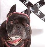 Hund, der einen Schal trägt lizenzfreie stockfotografie Hund, der einen Schal trägt lizenzfreie stockfotografie