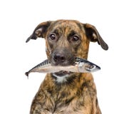 Hund, der Fische in seinem Mund hält Getrennt auf weißem Hintergrund stockfoto Hund, der Fische in seinem Mund hält Getrennt auf weißem Hintergrund stockfoto