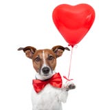 Hund in der Liebe