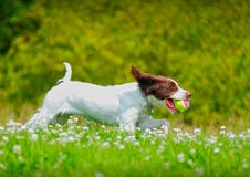 Hund, der mit einer Kugel läuft
