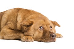 Hund, der sich hinlegt und oben schaut lizenzfreies stockfoto Hund, der sich hinlegt und oben schaut lizenzfreies stockfoto