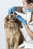 Hund an einer Aufnahme am Doktor 2018 lizenzfreies stockfoto Hund an einer Aufnahme am Doktor 2018 lizenzfreies stockfoto